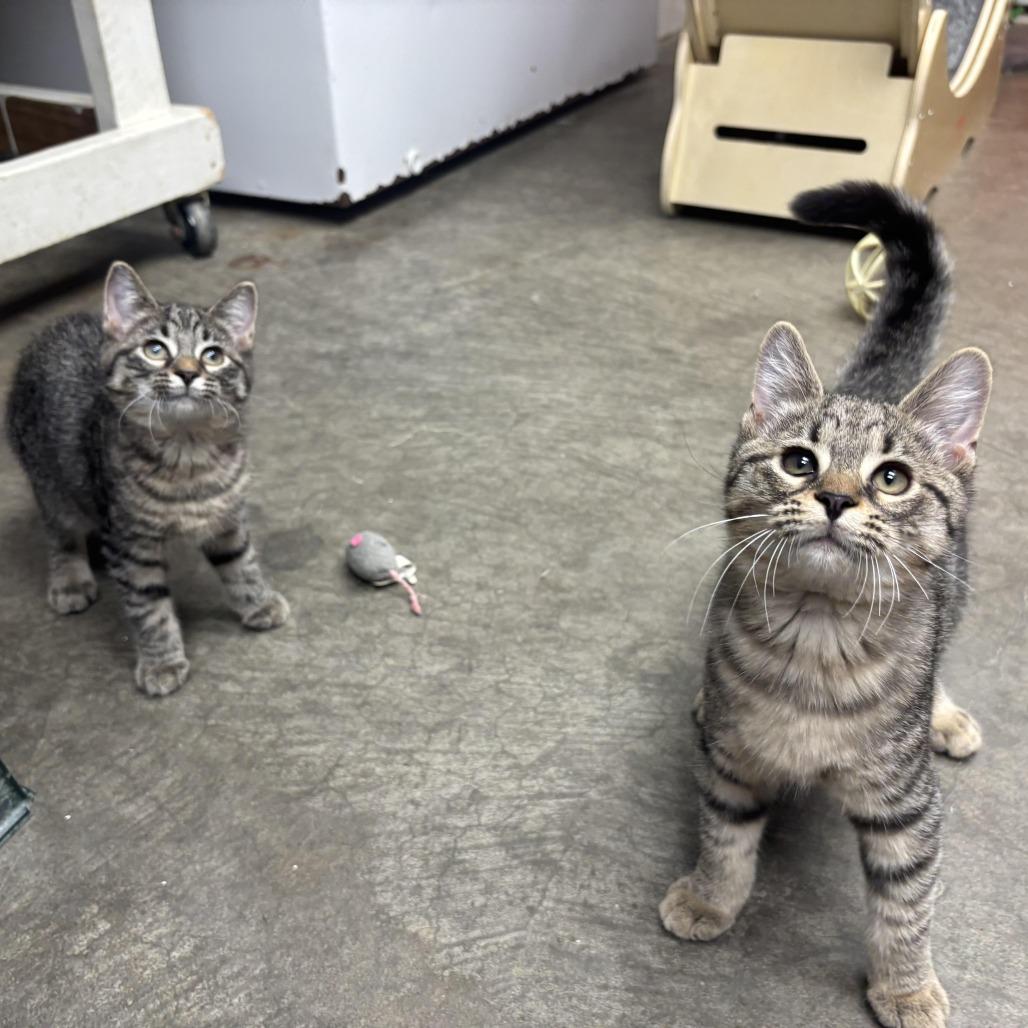 Enlarge Wendal, a Adoptable Domestic Short Hair in Waynesburg, PA image 3/6