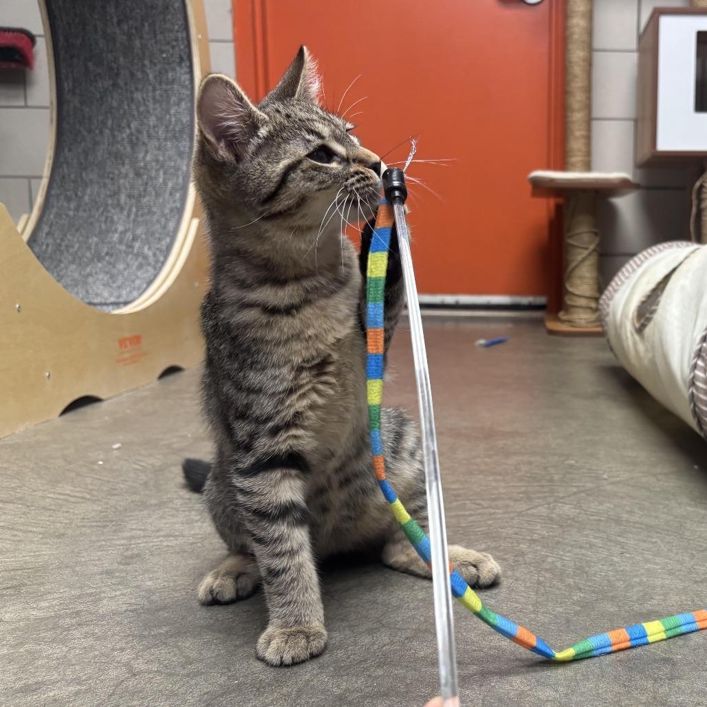 Enlarge Wendal, a Adoptable Domestic Short Hair in Waynesburg, PA image 4/6