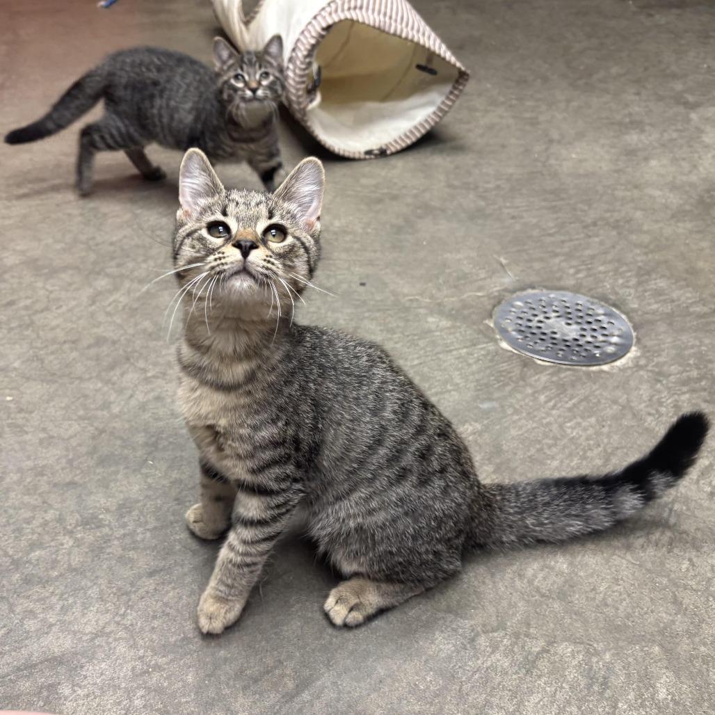Enlarge Wendal, a Adoptable Domestic Short Hair in Waynesburg, PA image 5/6