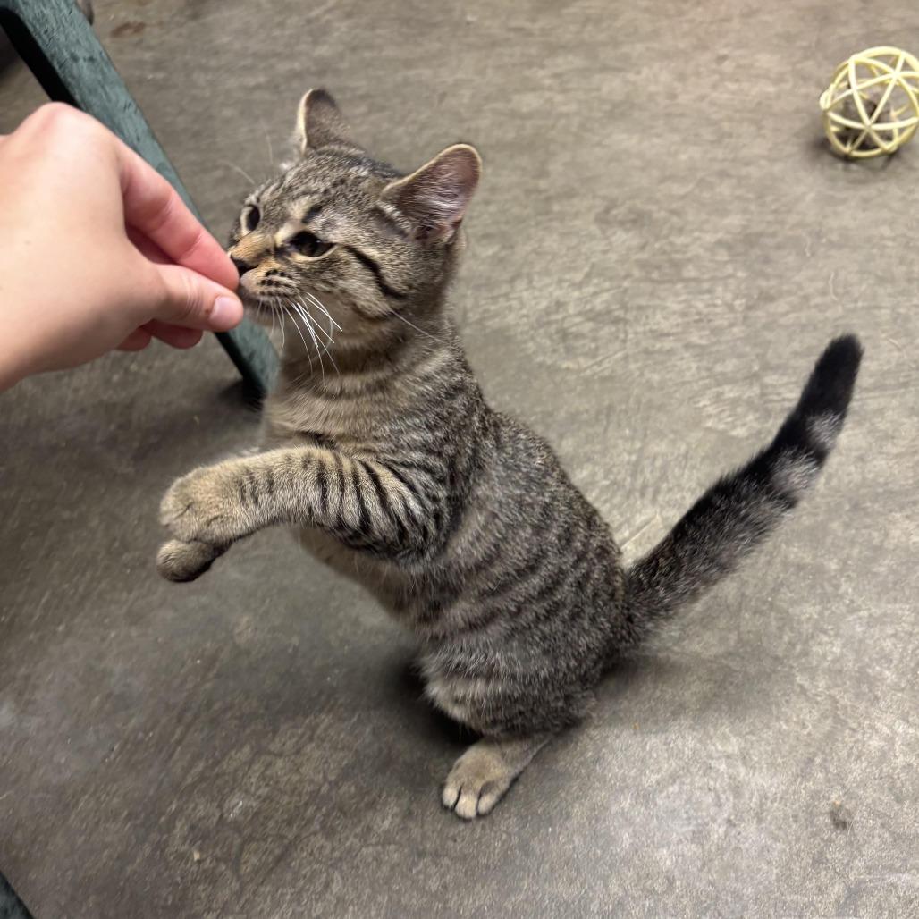 Enlarge Wendal, a Adoptable Domestic Short Hair in Waynesburg, PA image 6/6