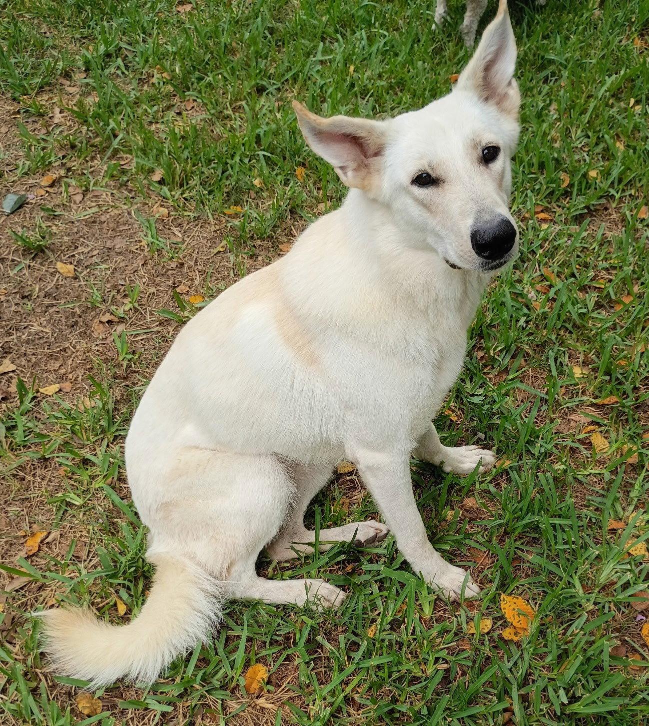 Enlarge Dolly, a Adoptable White German Shepherd in Londonderry, NH image 1/3