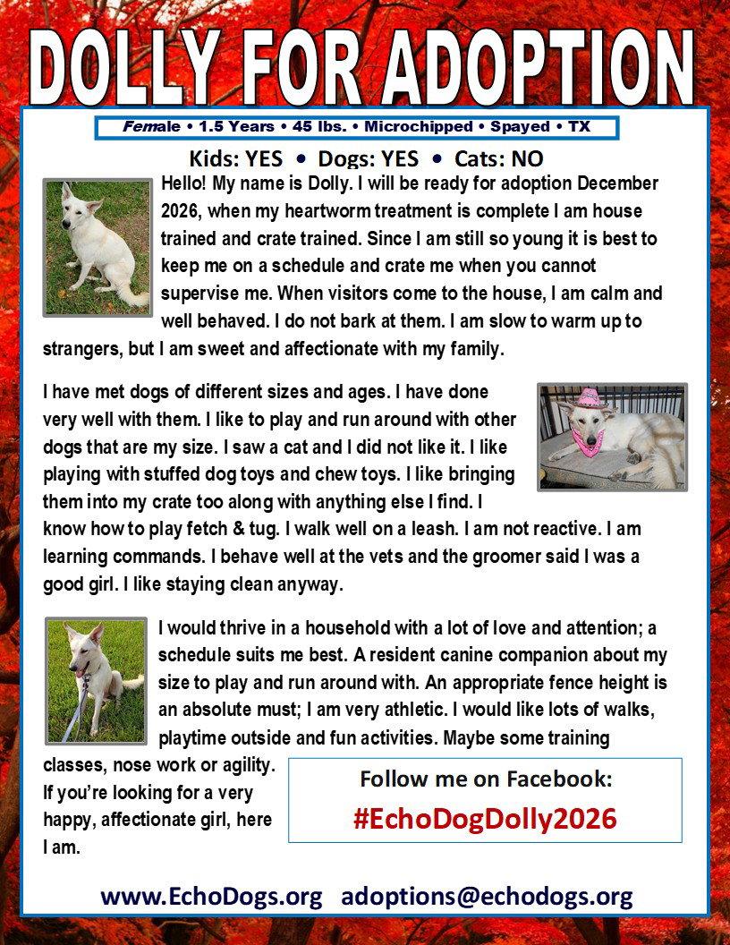 Enlarge Dolly, a Adoptable White German Shepherd in Londonderry, NH image 2/3