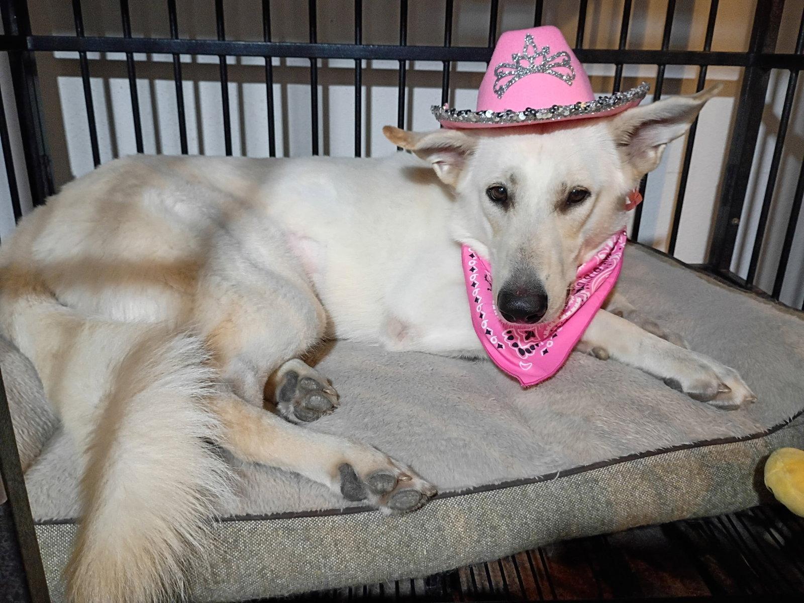Enlarge Dolly, a Adoptable White German Shepherd in Londonderry, NH image 3/3