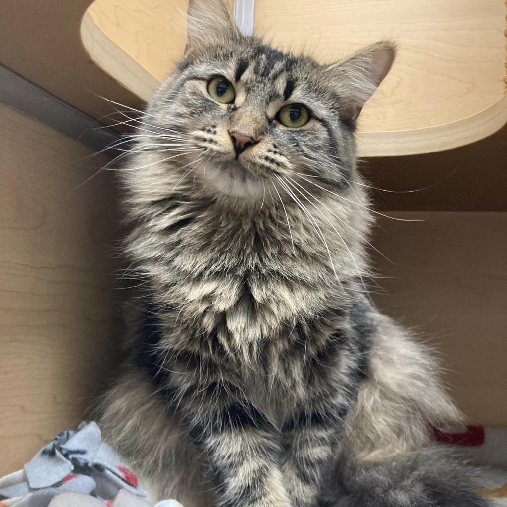 Aimee, Adoptable, Adult Female Domestic Long Hair.