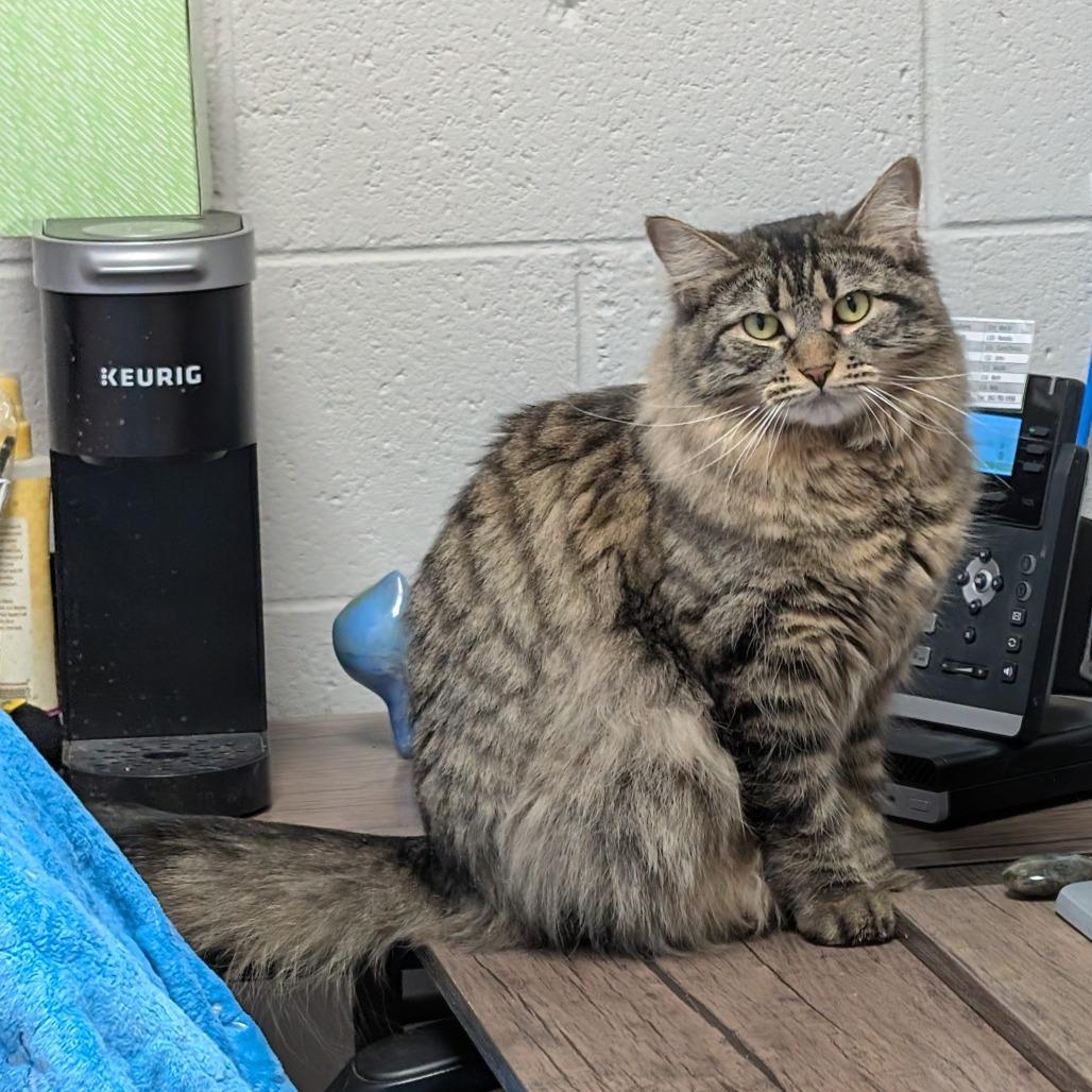 Enlarge Aimee, a Adoptable Domestic Long Hair in Brookfield, WI image 2/6