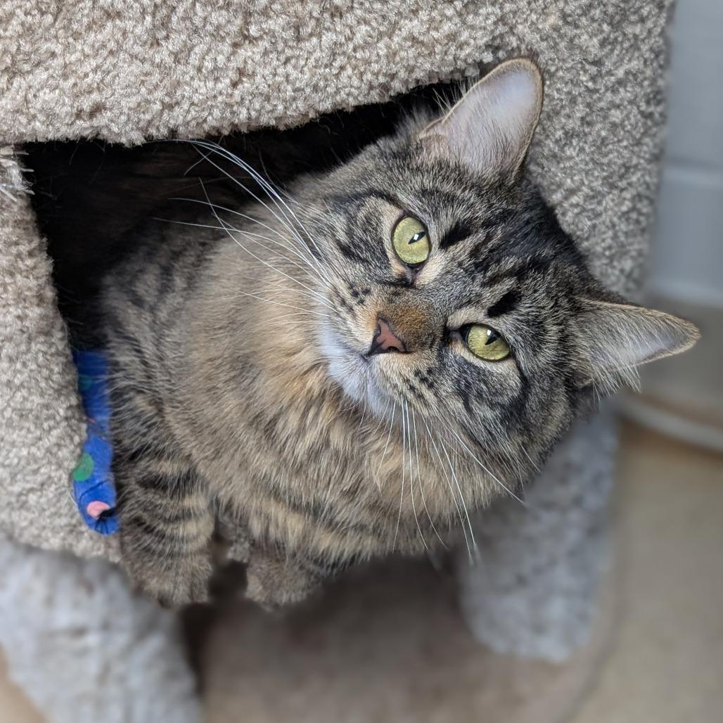 Enlarge Aimee, a Adoptable Domestic Long Hair in Brookfield, WI image 3/6