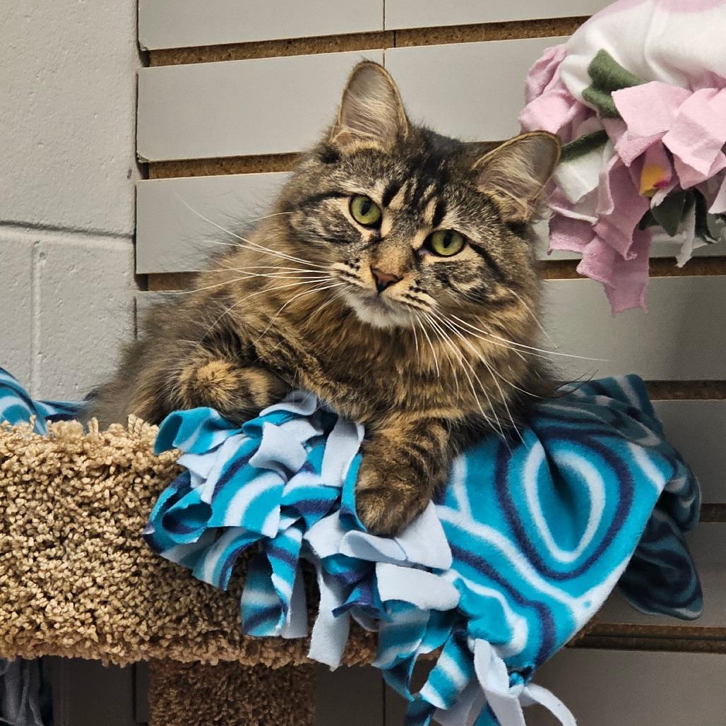 Enlarge Aimee, a Adoptable Domestic Long Hair in Brookfield, WI image 4/6