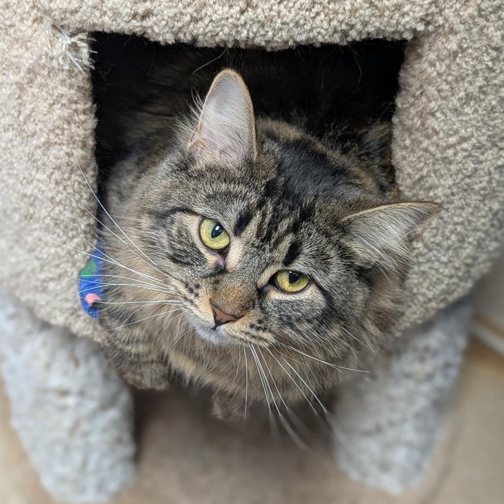 Aimee, a Adoptable Domestic Long Hair in Brookfield, WI image 5/6