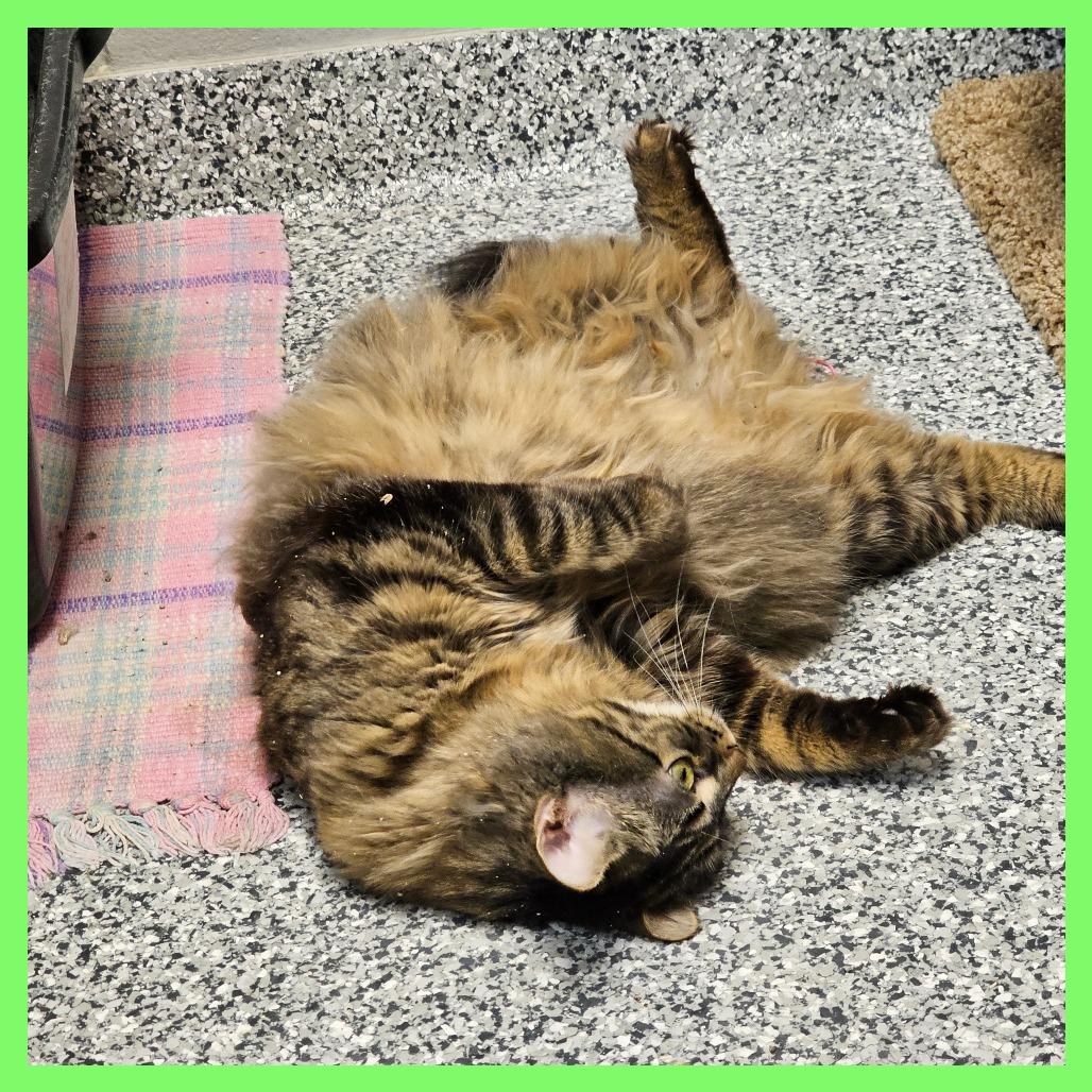 Enlarge Aimee, a Adoptable Domestic Long Hair in Brookfield, WI image 4/6