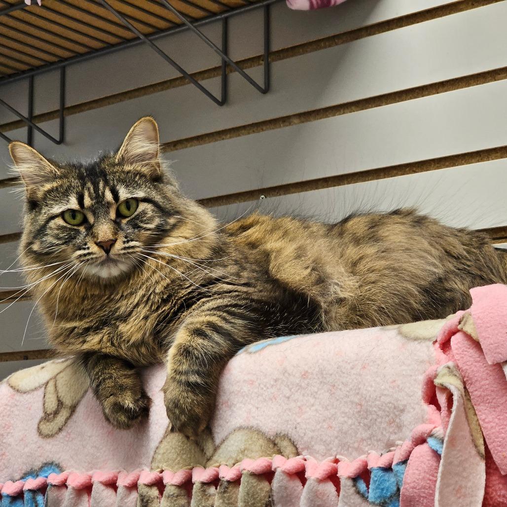 Enlarge Aimee, a Adoptable Domestic Long Hair in Brookfield, WI image 5/6