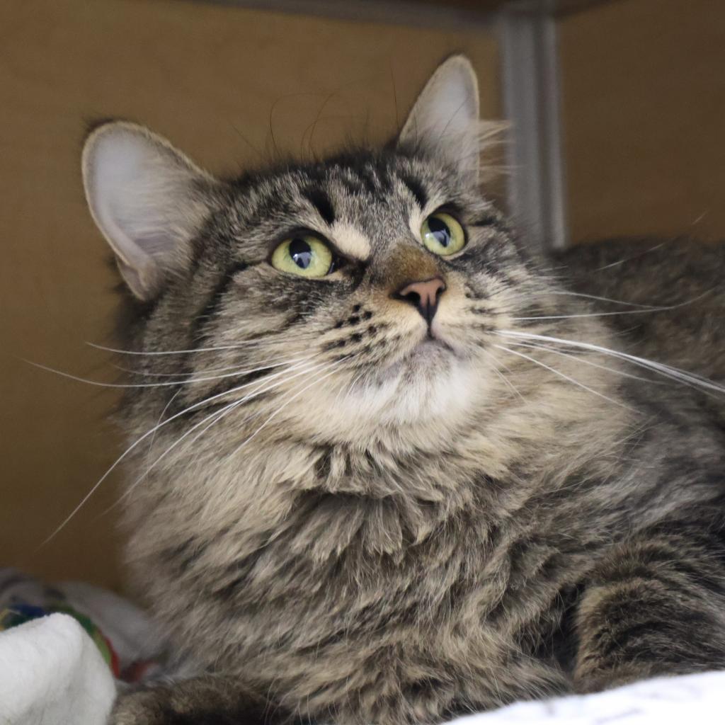 Enlarge Aimee, a Adoptable Domestic Long Hair in Brookfield, WI image 5/6