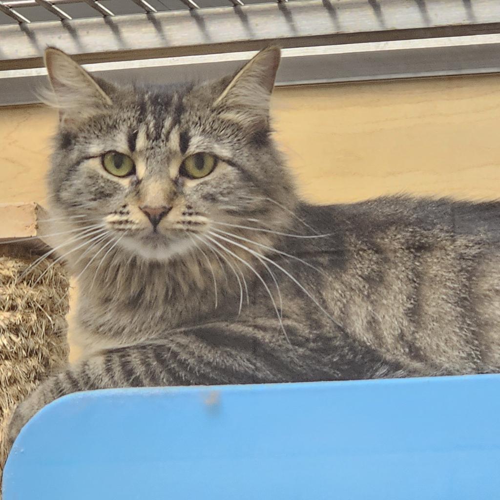 Enlarge Aimee, a Adoptable Domestic Long Hair in Brookfield, WI image 6/6