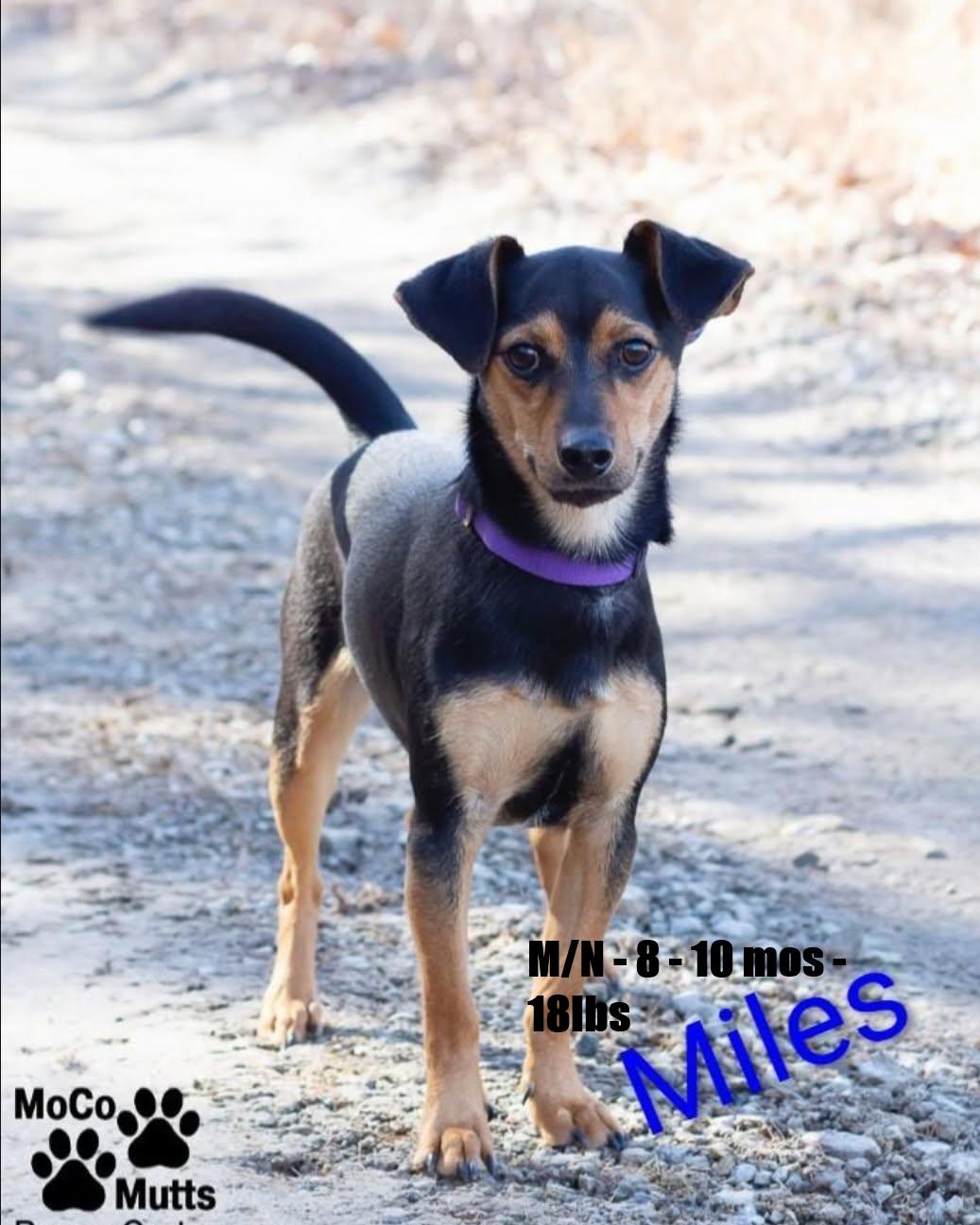 Enlarge Miles - arriving 2/21/26 around 10 am for a huge adoption event, a Adoptable mixed breed in Chardon, OH image 1/1