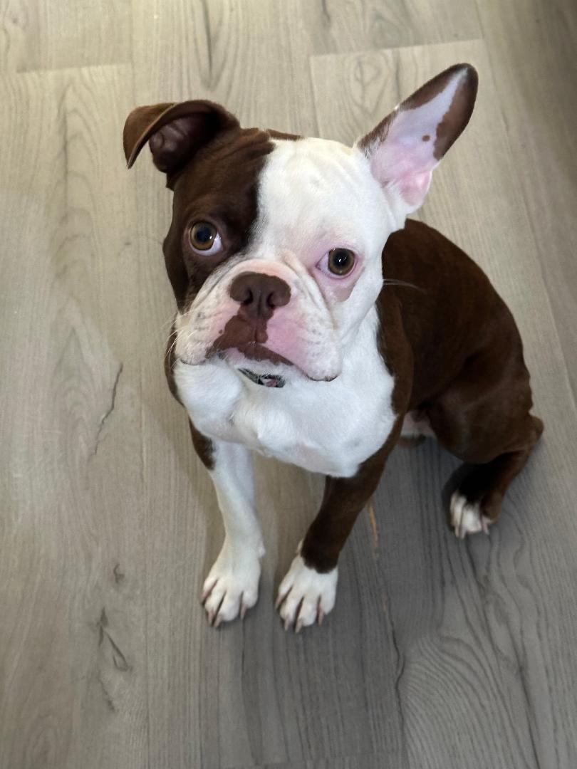 Bandit in MO, ADOPTABLE, Puppy Female Boston Terrier.