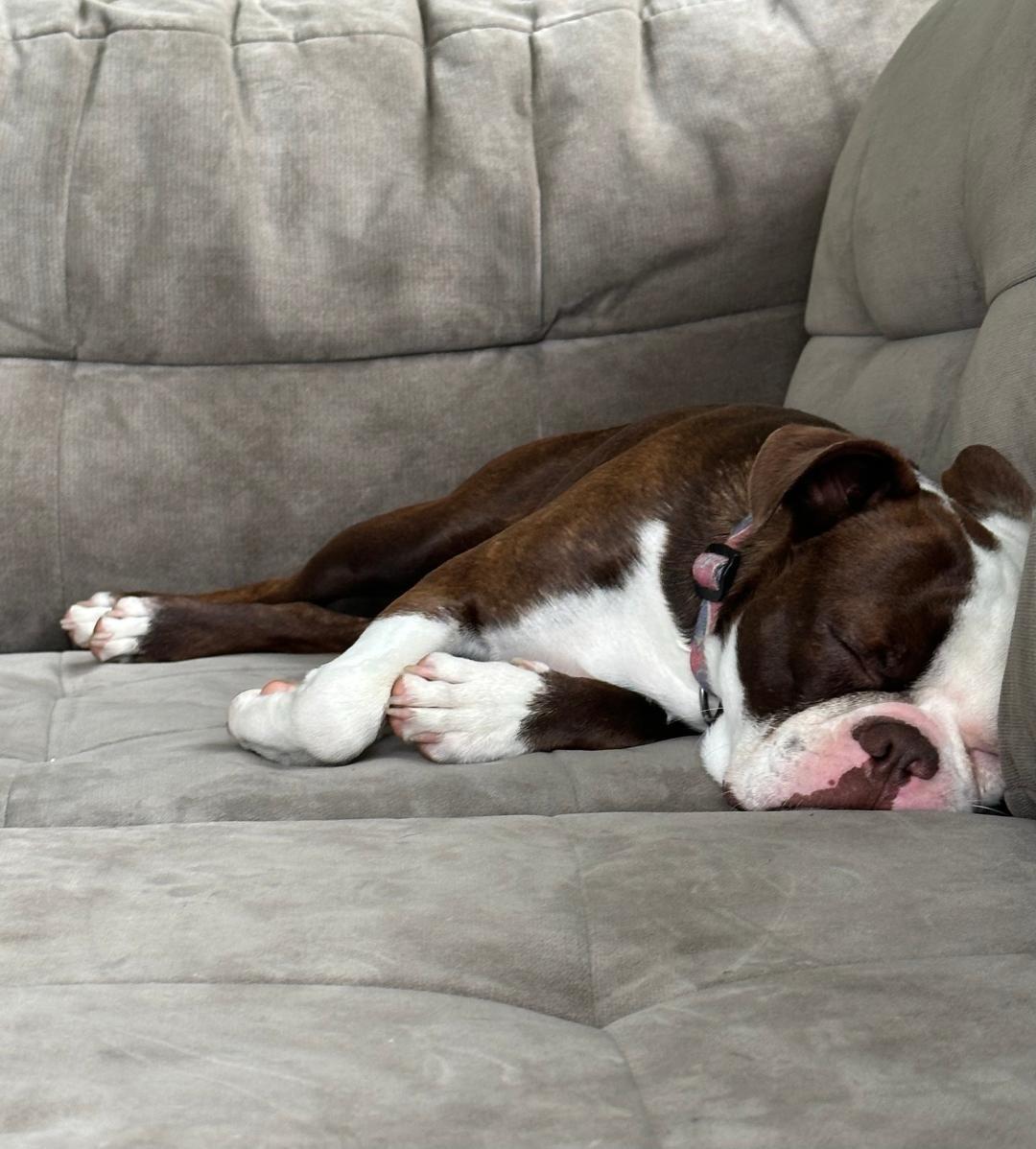 Enlarge Bandit in MO, a ADOPTABLE Boston Terrier in Elkhorn, NE image 3/4