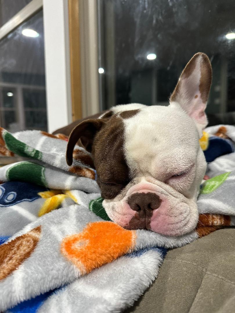 Enlarge Bandit in MO, a ADOPTABLE Boston Terrier in Elkhorn, NE image 2/4