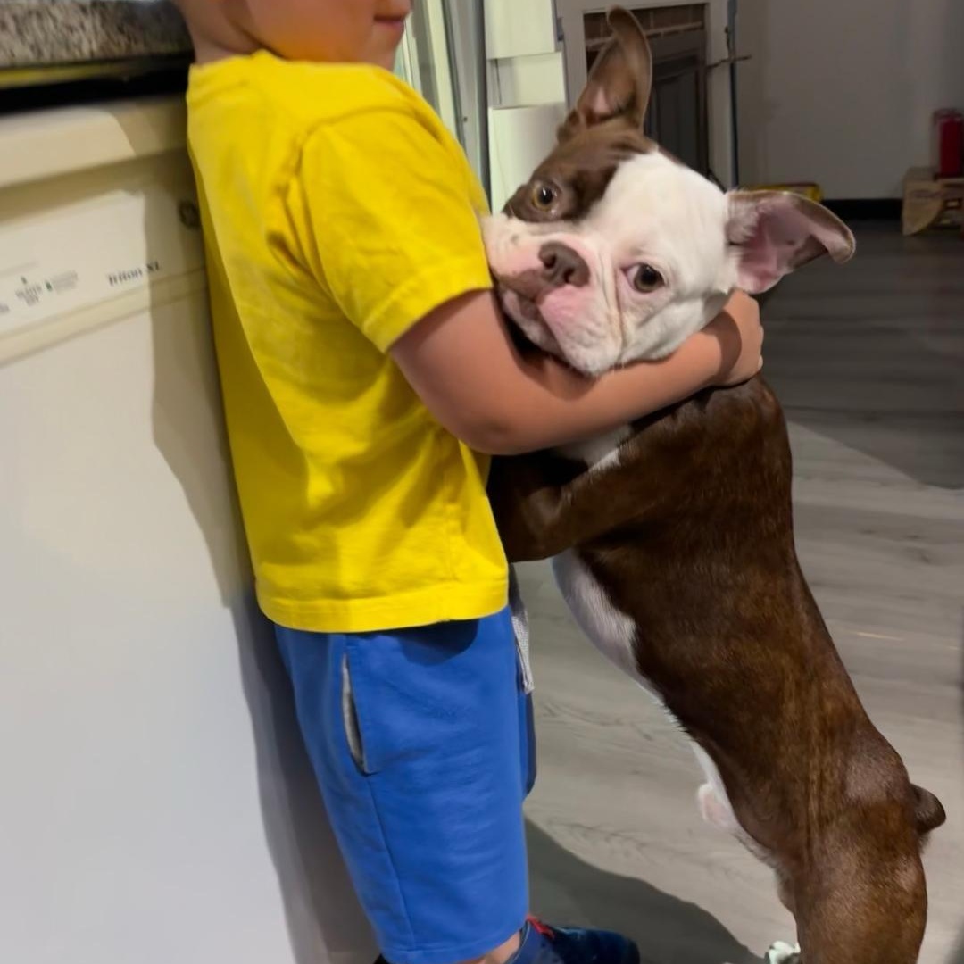 Enlarge Bandit in MO, a ADOPTABLE Boston Terrier in Elkhorn, NE image 4/4