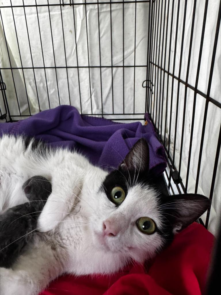 Domino, Adoptable, Kitten Male Turkish Van & Domestic Short Hair.
