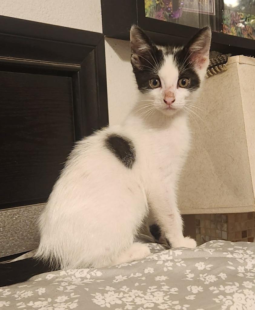 Enlarge Domino, a Adoptable mixed breed in San Antonio, TX image 2/5