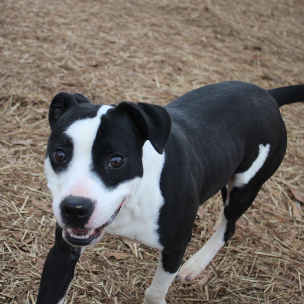 Durango, Adoptable, Adult Male Labrador Retriever & Mixed Breed.