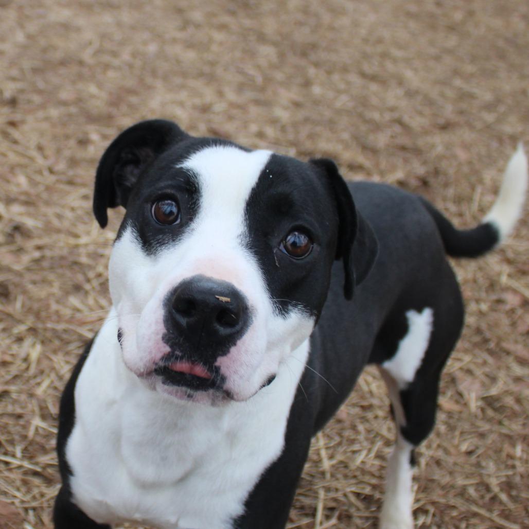 Enlarge Durango, a Adoptable mixed breed in Valley, AL image 2/6