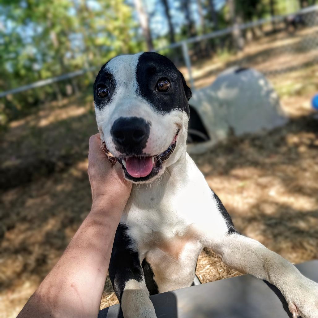 Enlarge Durango, a Adoptable mixed breed in Valley, AL image 3/6