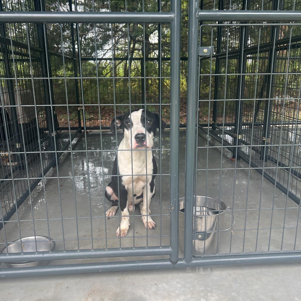 Enlarge Durango, a Adoptable mixed breed in Valley, AL image 4/6