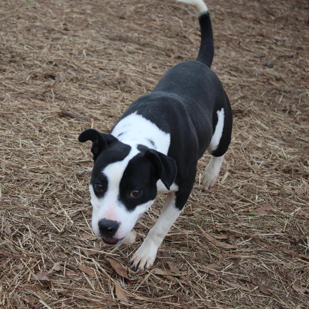 Enlarge Durango, a Adoptable mixed breed in Valley, AL image 5/6