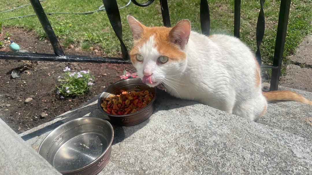 Enlarge Titus - Courtesy Listing, a Adoptable Domestic Short Hair in Rootstown, OH image 1/6