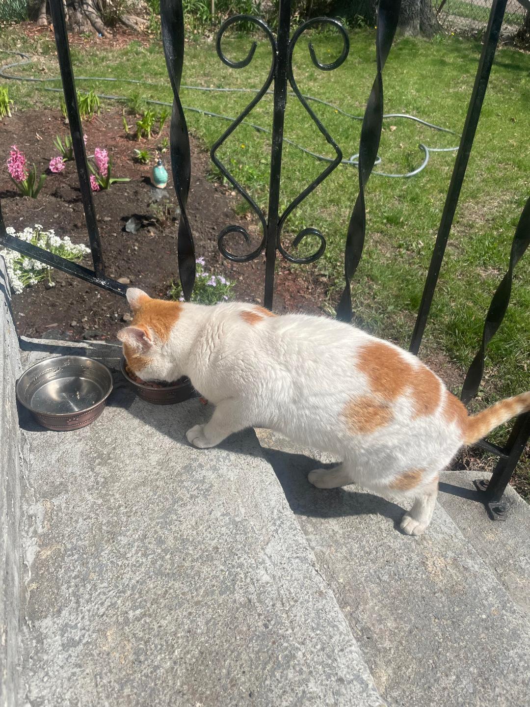 Enlarge Titus - Courtesy Listing, a Adoptable Domestic Short Hair in Rootstown, OH image 2/6