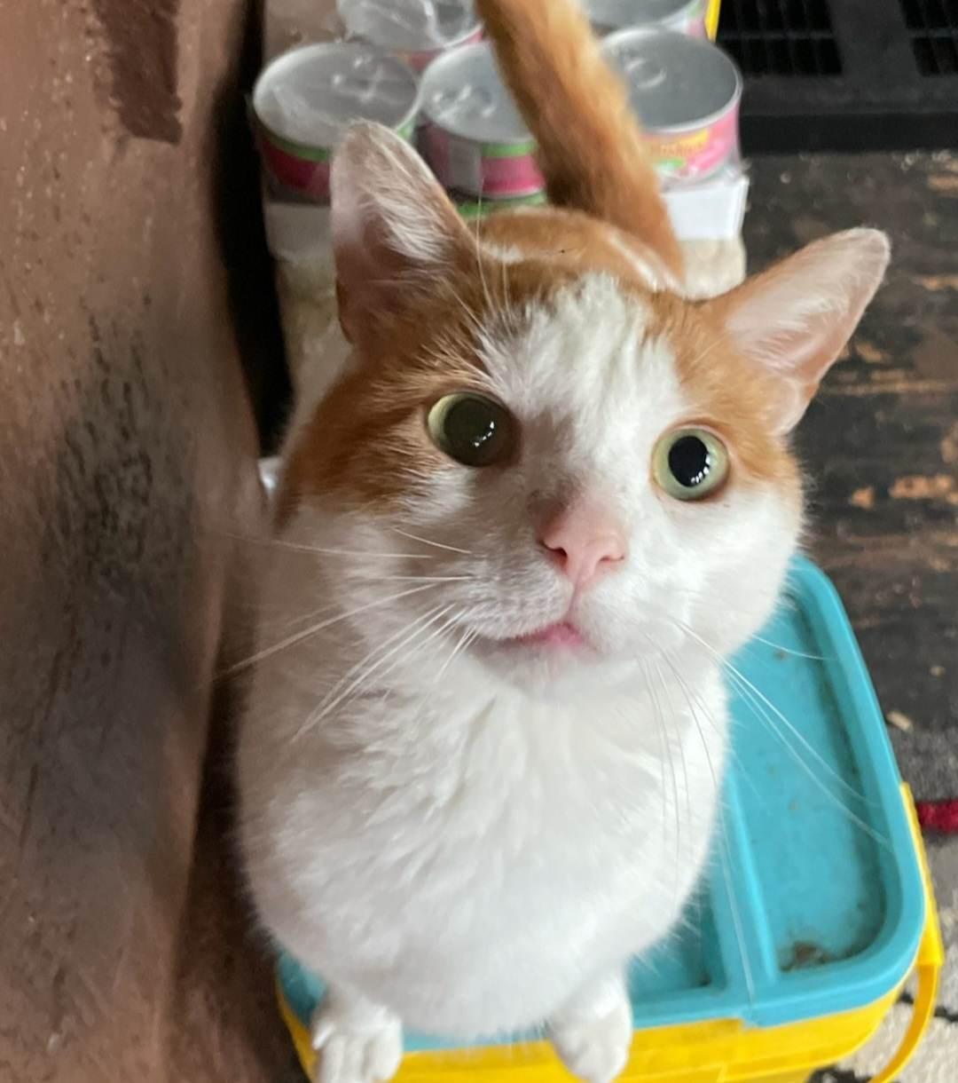 Enlarge Titus - Courtesy Listing, a Adoptable Domestic Short Hair in Rootstown, OH image 3/6