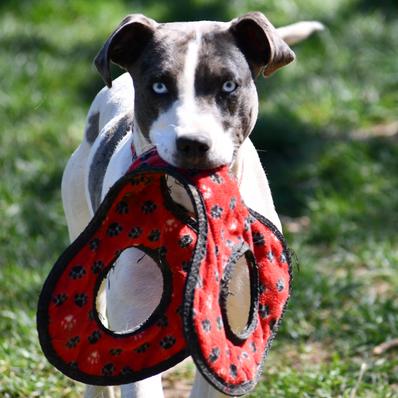 Enlarge Duchess, a Adoptable Mixed Breed in Johnson City, TN image 1/5