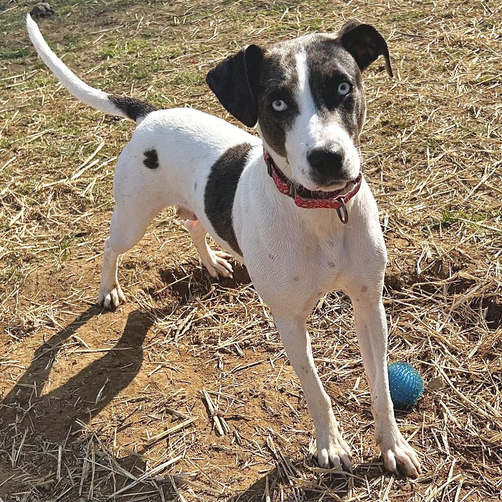 Duchess, Adoptable, Adult Female Mixed Breed.