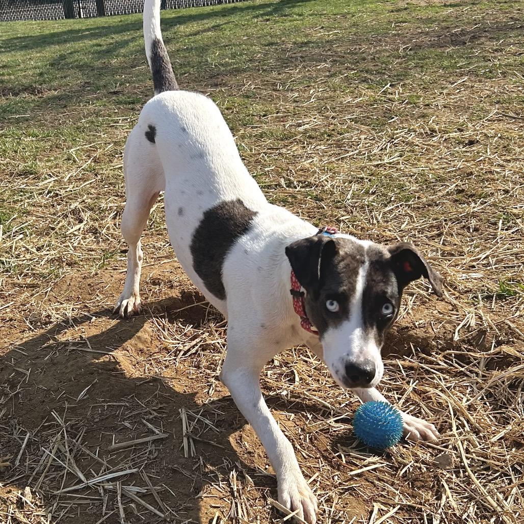 Enlarge Duchess, a Adoptable Mixed Breed in Johnson City, TN image 3/5