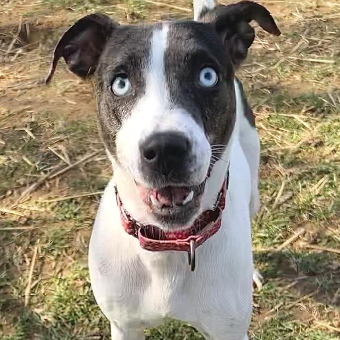 Enlarge Duchess, a Adoptable Mixed Breed in Johnson City, TN image 4/5