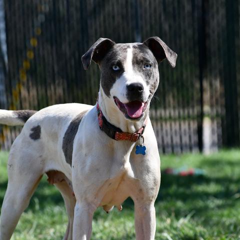 Enlarge Duchess, a Adoptable Mixed Breed in Johnson City, TN image 5/5
