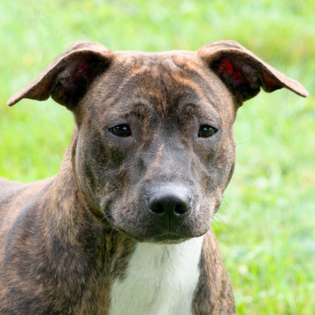 Enlarge Piglet, a Adoptable Pit Bull Terrier in Troy, OH image 1/4