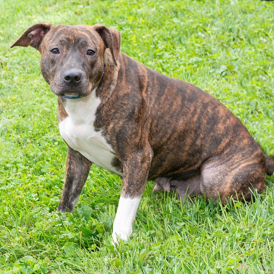 Enlarge Piglet, a Adoptable Pit Bull Terrier in Troy, OH image 2/4