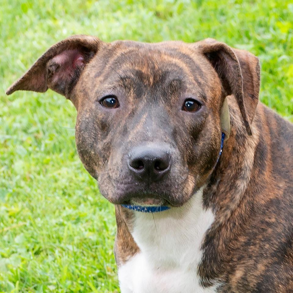 Enlarge Piglet, a Adoptable Pit Bull Terrier in Troy, OH image 3/4