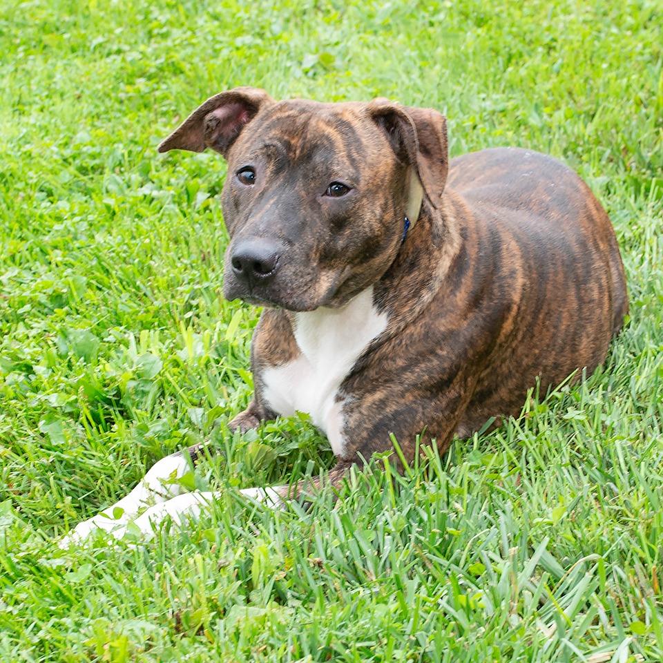 Enlarge Piglet, a Adoptable Pit Bull Terrier in Troy, OH image 4/4
