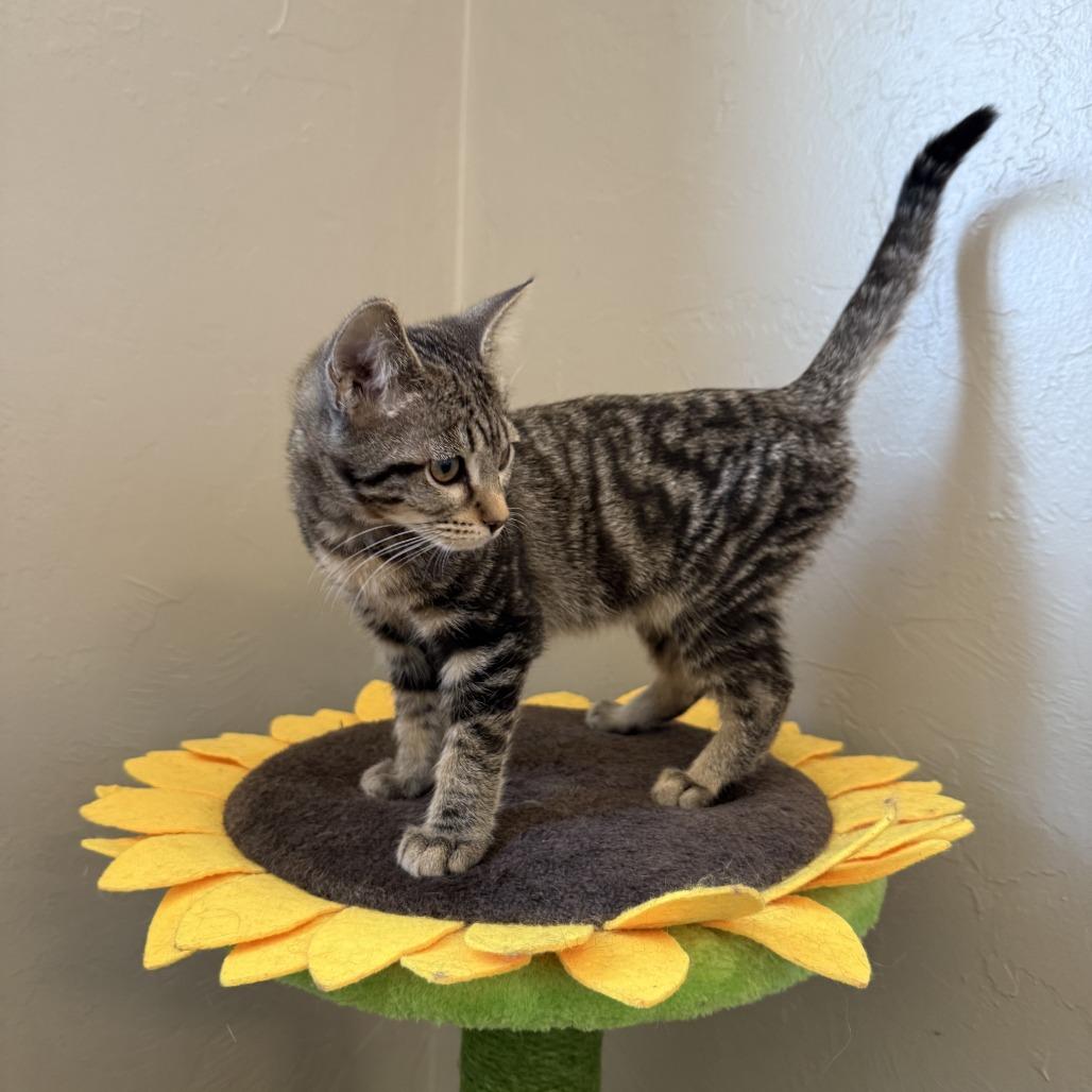 Enlarge Cass Elliot, a Adoptable American Shorthair in Ponca City, OK image 1/1