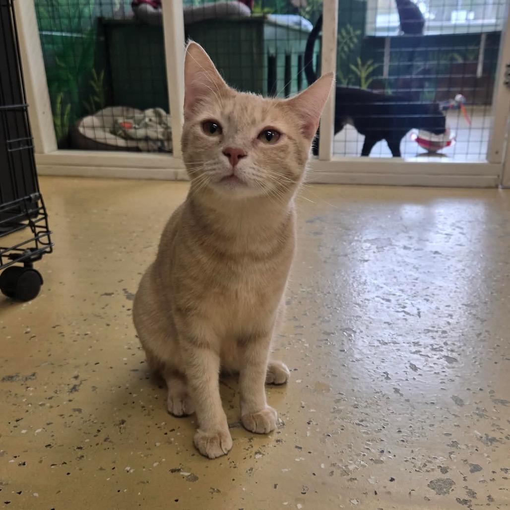 Buddy, Adoptable, Young Male Domestic Short Hair.