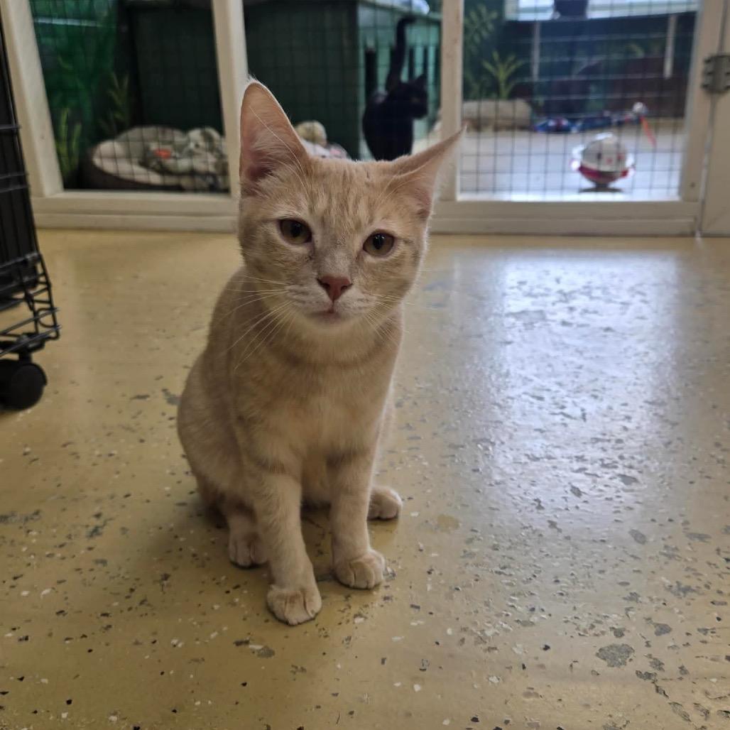 Enlarge Buddy, a Adoptable Domestic Short Hair in Newport, TN image 2/5