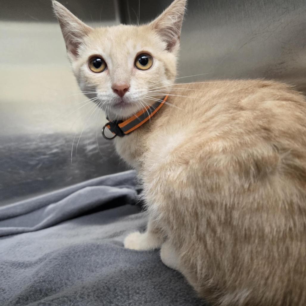 Buddy, Adoptable, Young Male Domestic Short Hair.