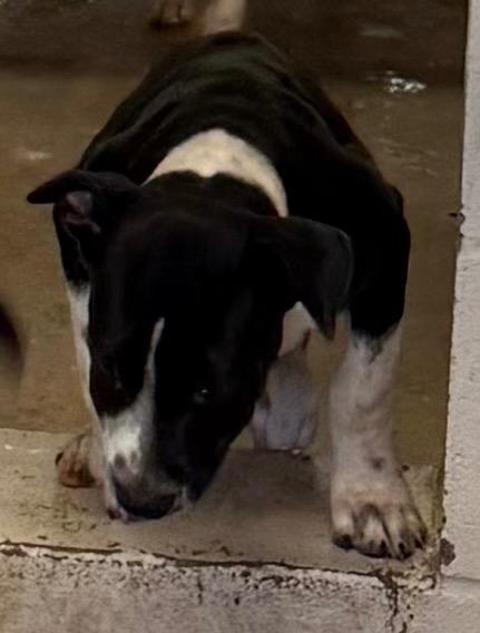 Enlarge Domino, a Adoptable mixed breed in Belton, TX image 1/1