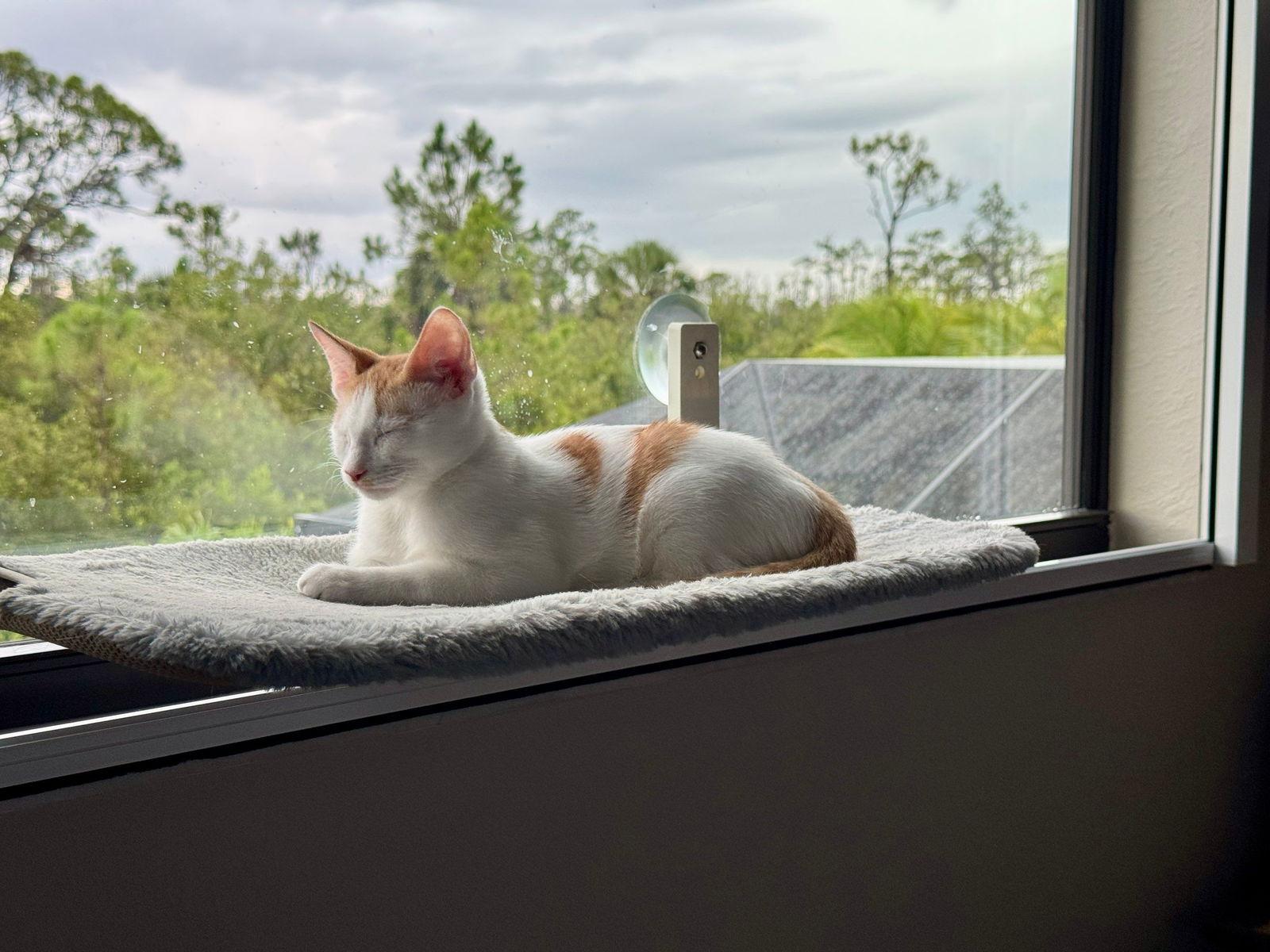 Loki (Lucas), Adoptable, Kitten Male Domestic Short Hair.