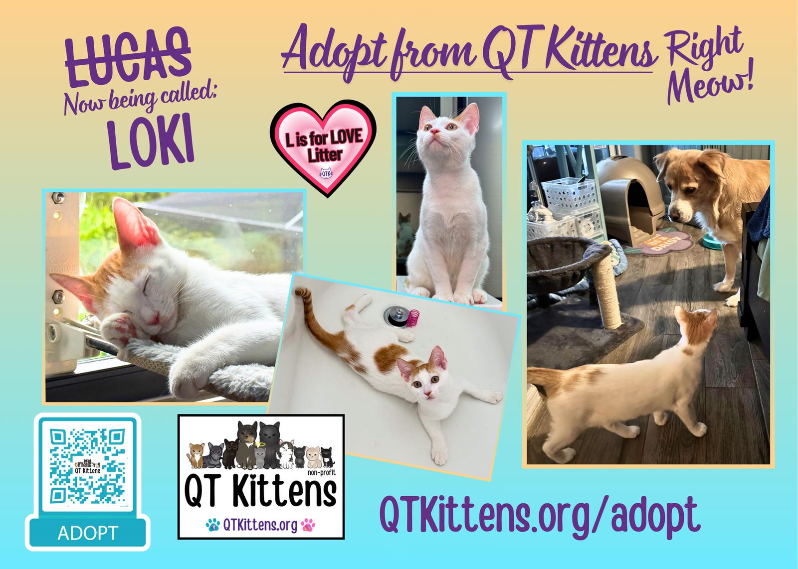 Loki (Lucas), Adoptable, Kitten Male Domestic Short Hair.