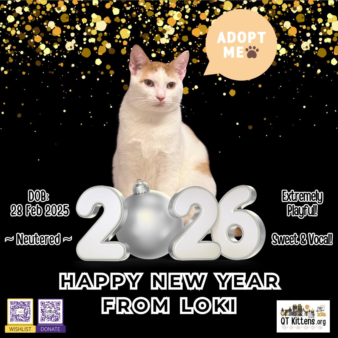 Loki (Lucas), a Adoptable Domestic Short Hair in Naples, FL image 1/3