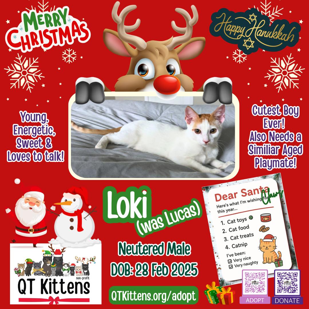 Loki (Lucas), a Adoptable Domestic Short Hair in Naples, FL image 2/3
