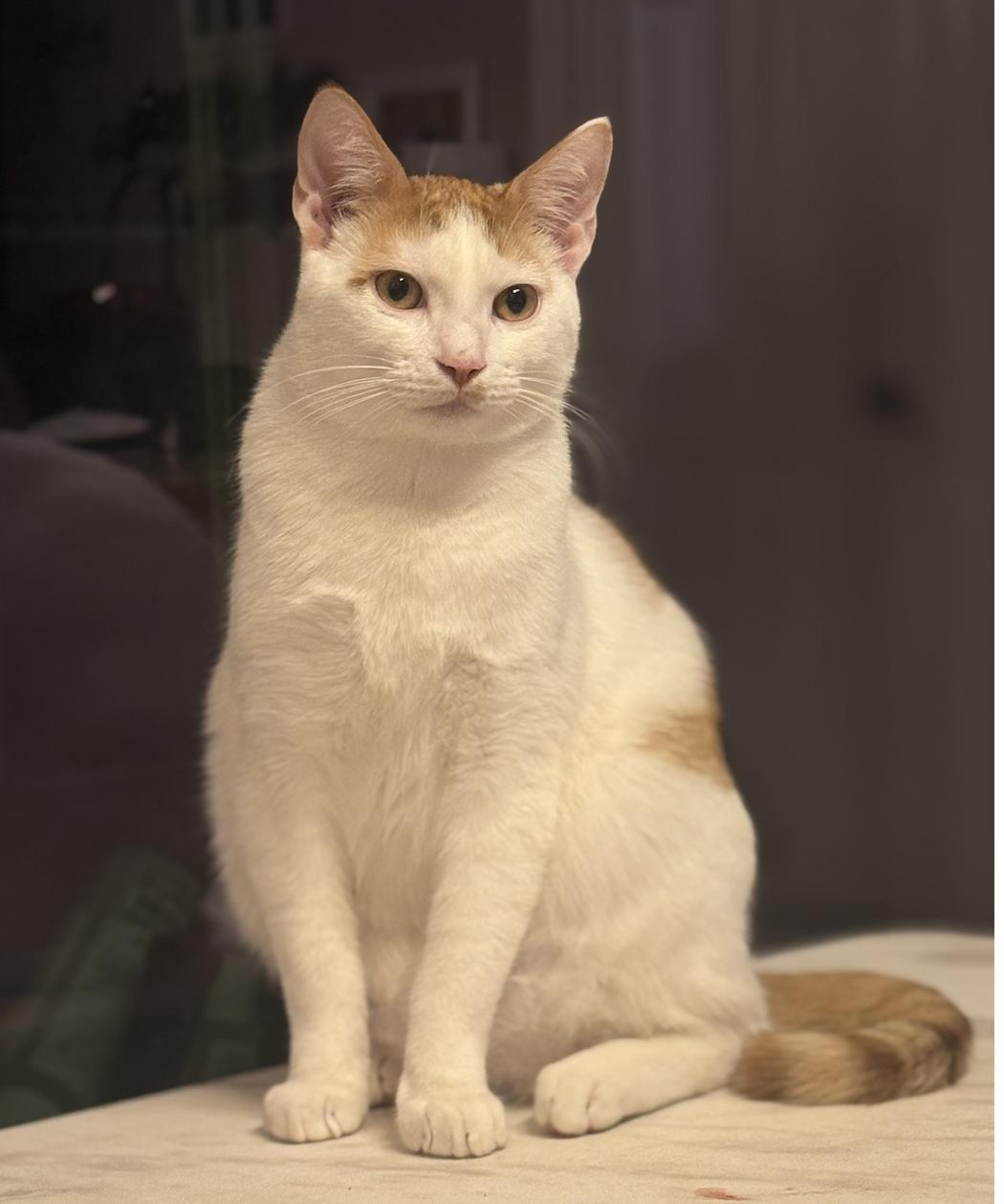 Loki (Lucas), a Adoptable Domestic Short Hair in Naples, FL image 1/3